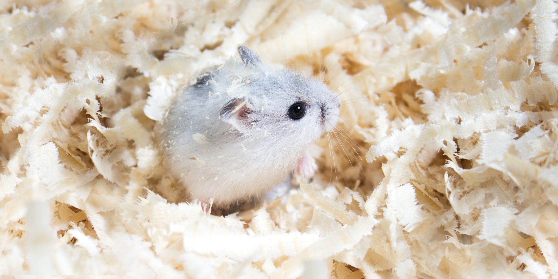 Comprehensive Guide: What Do Hamsters Need for a Happy Life?