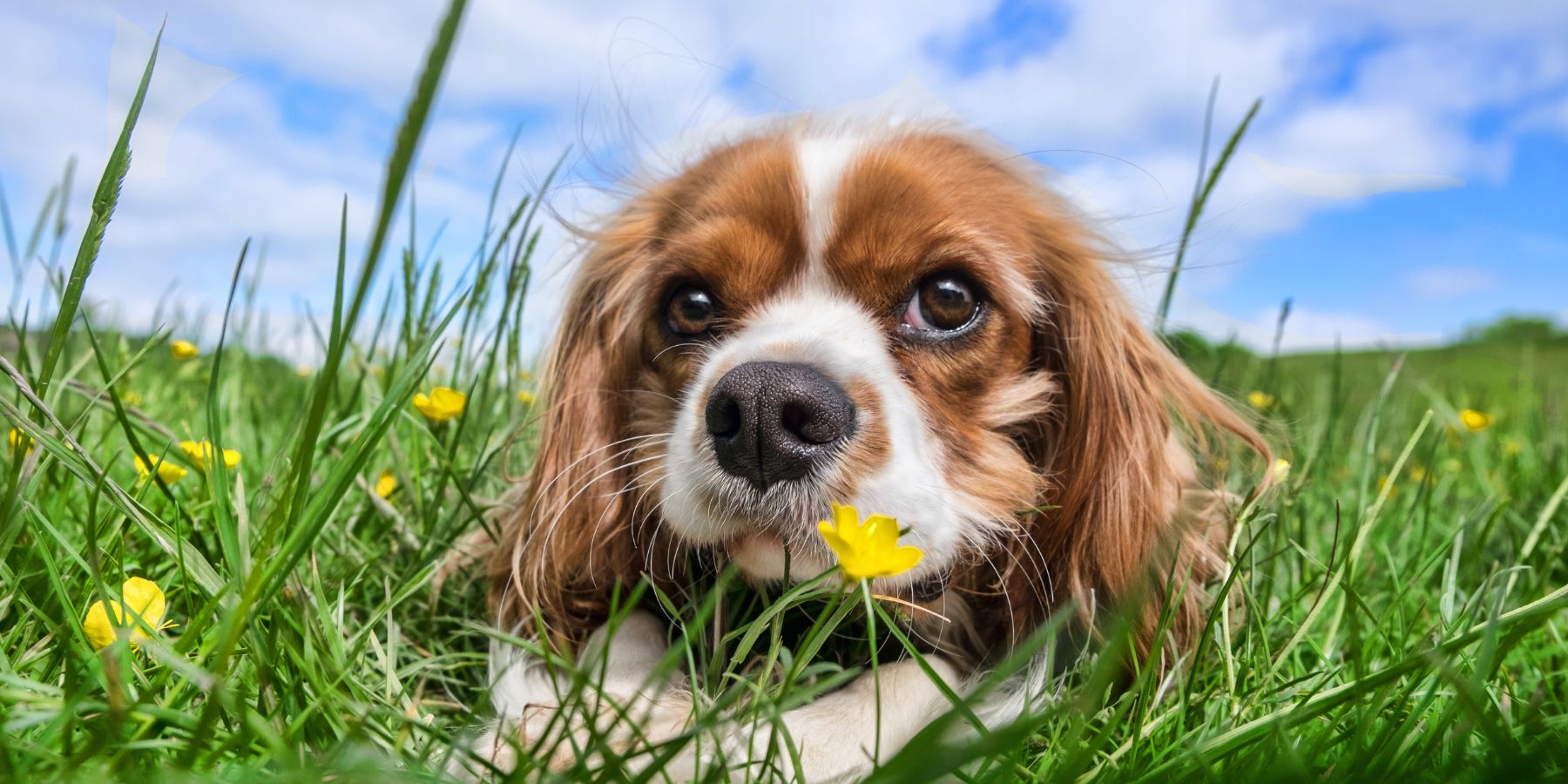 Dos and Don’ts of Dog Harness